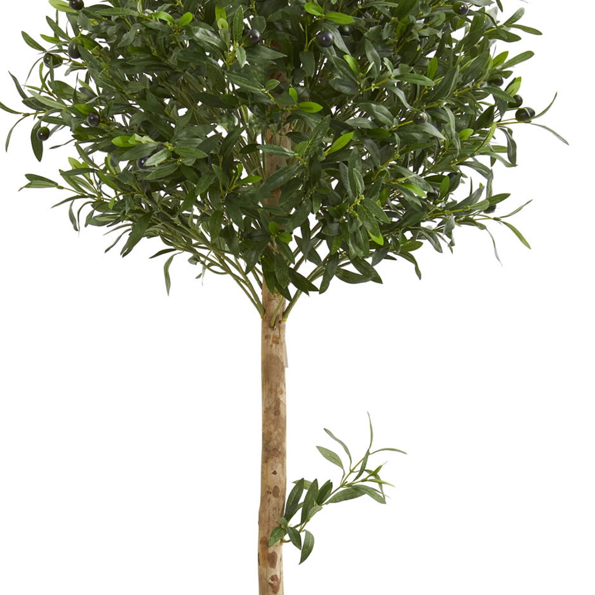 5ft. Potted Olive Topiary Tree